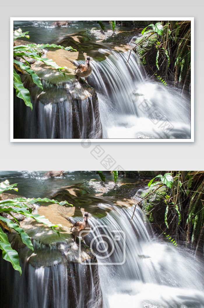 瀑布流水野鸭摄影图片