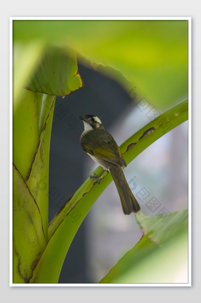 芭蕉树小鸟摄影图片