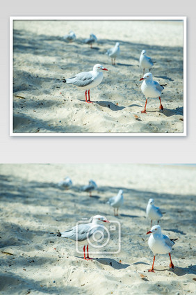 沙滩白色海鸥静态拍摄图
