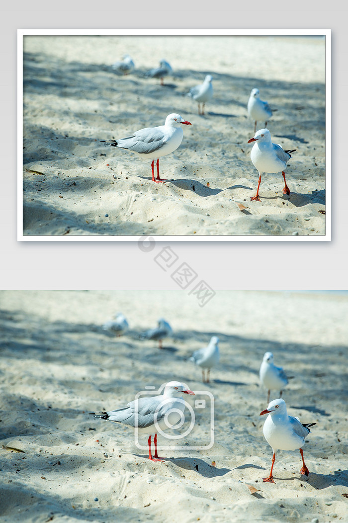 沙滩白色海鸥静态拍摄图图片