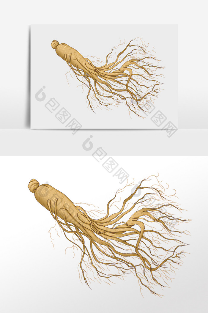 手绘中药草药养生人参插画