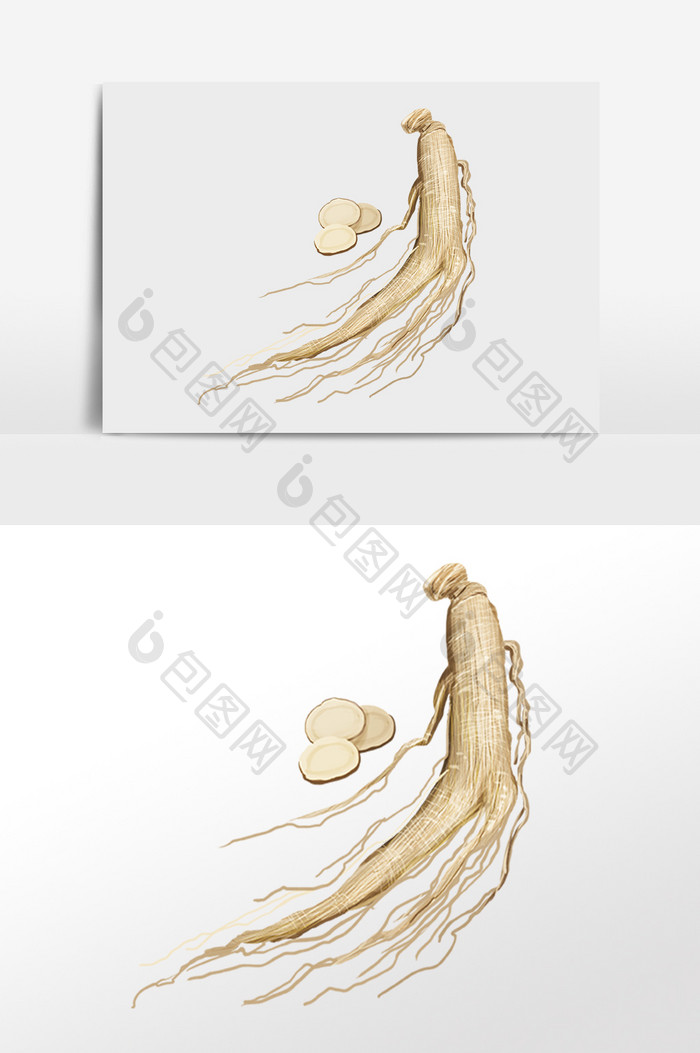 手绘植物人参滋补品草药插画