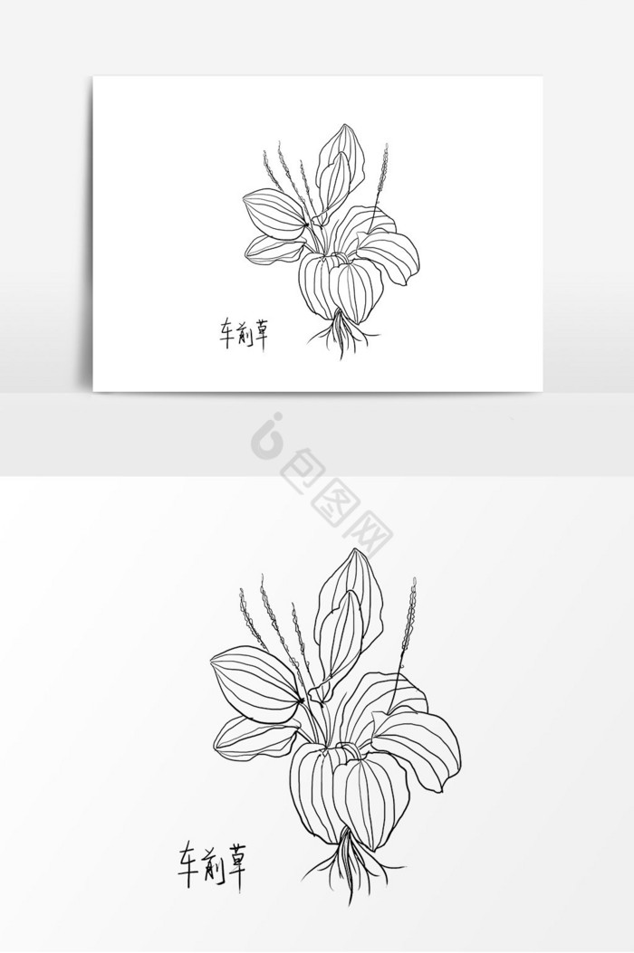 线条黑白中药车前草