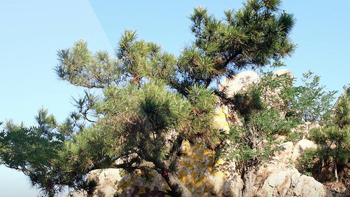 胶东丘陵地貌的山石和松树