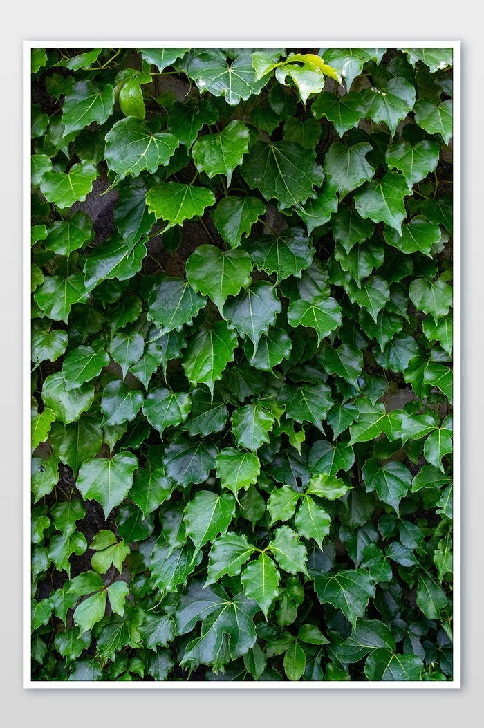 爬山虎绿植常青藤背景墙摄影图