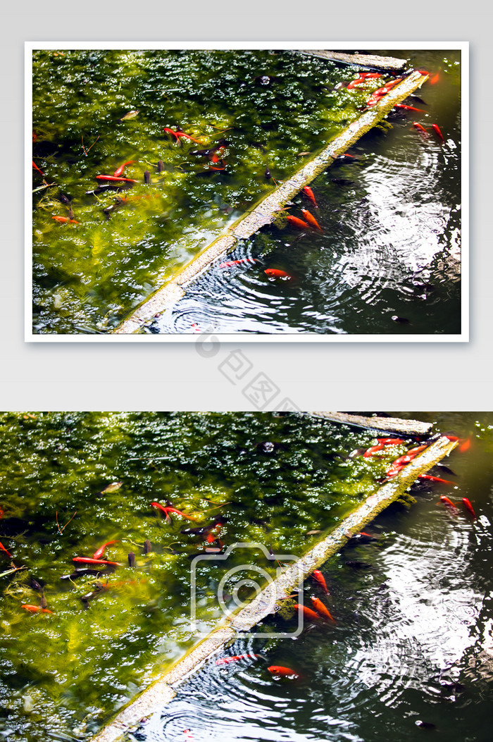 水塘水波纹金鱼图片