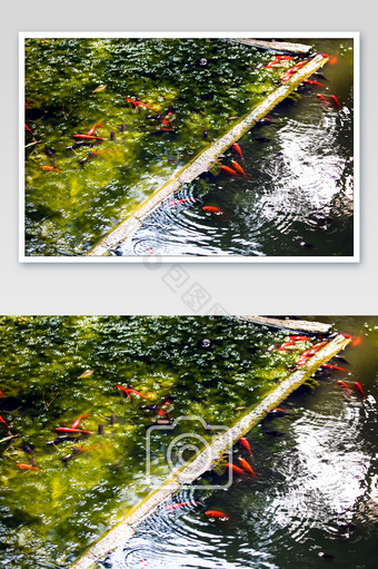 水塘水波纹金鱼图片
