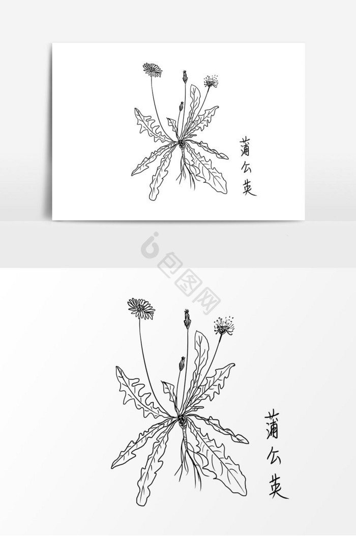 线描中药蒲公英