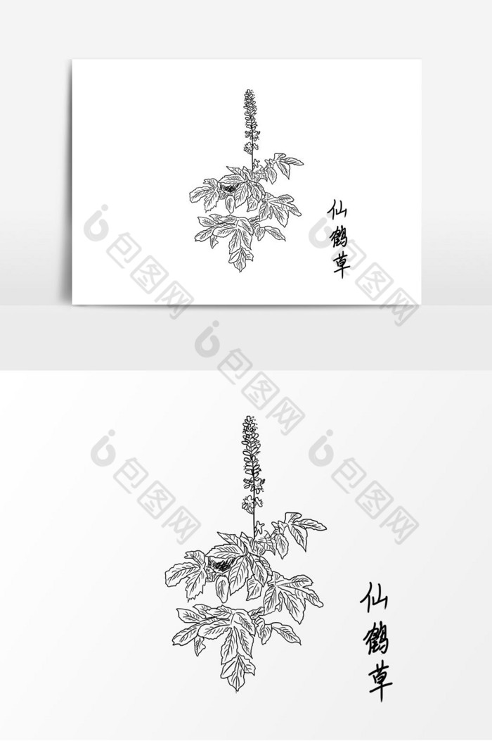 线描中药仙鹤草图片图片