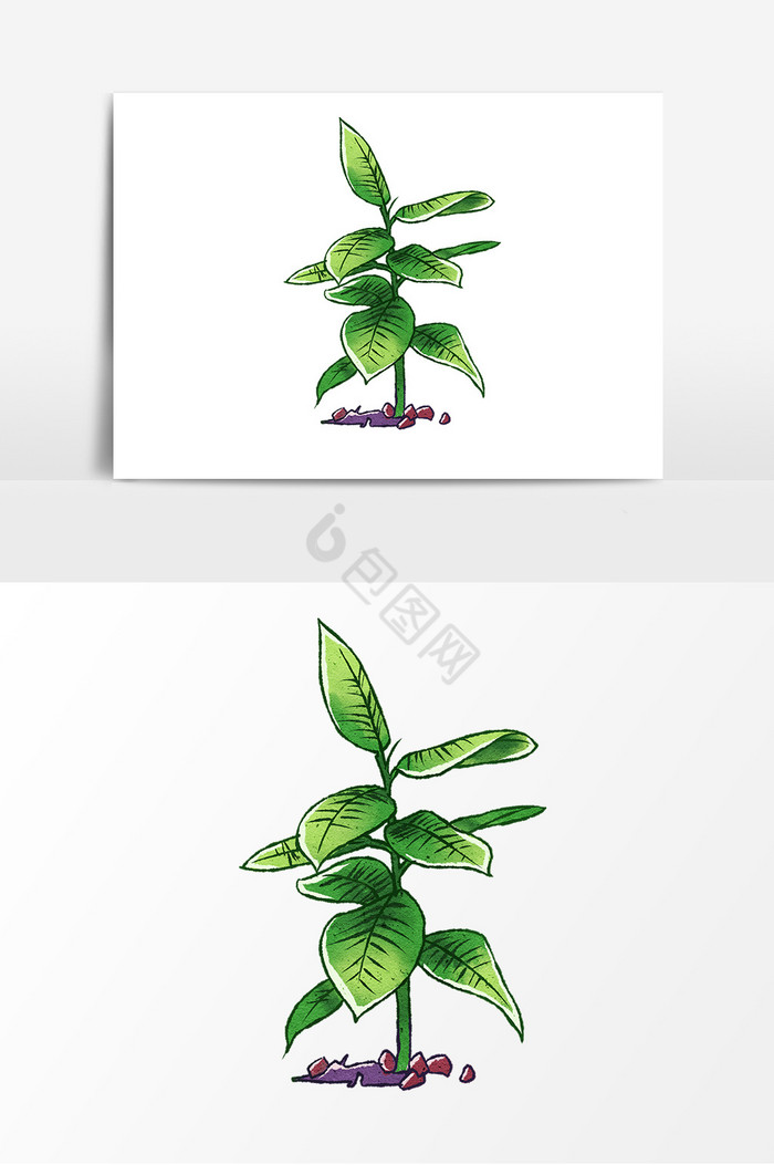 植物绿植绿叶图片