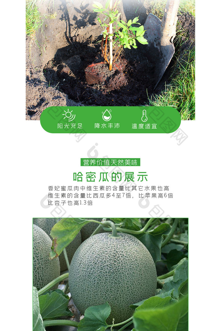 夏季新鲜水果新疆哈密瓜电商淘宝详情页