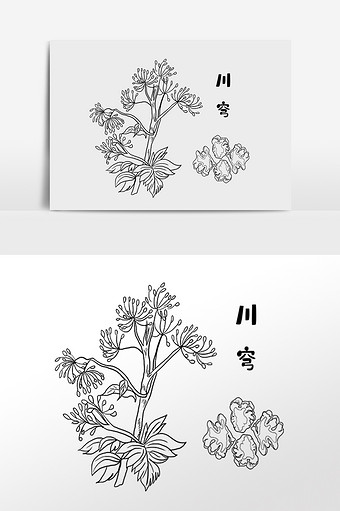 手绘草药川穹中医药材插画
