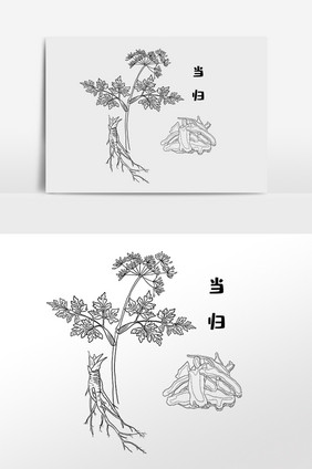 手绘草药当归中医药材插画