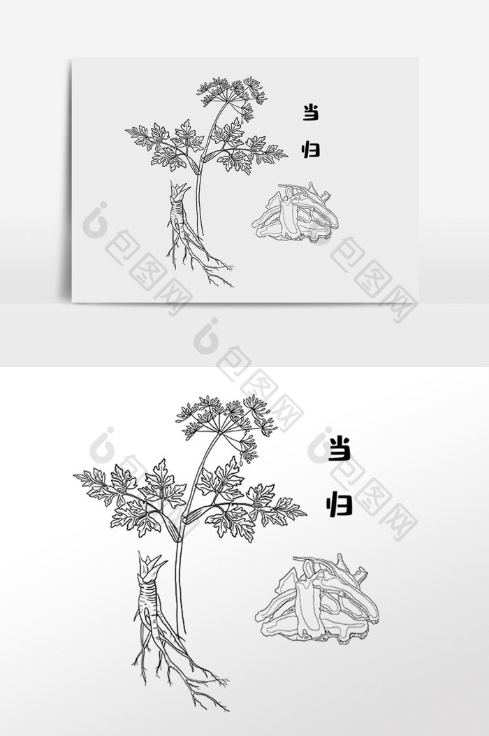 手绘草药当归中医药材插画