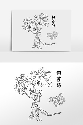 手绘草药何首乌中医药材插画