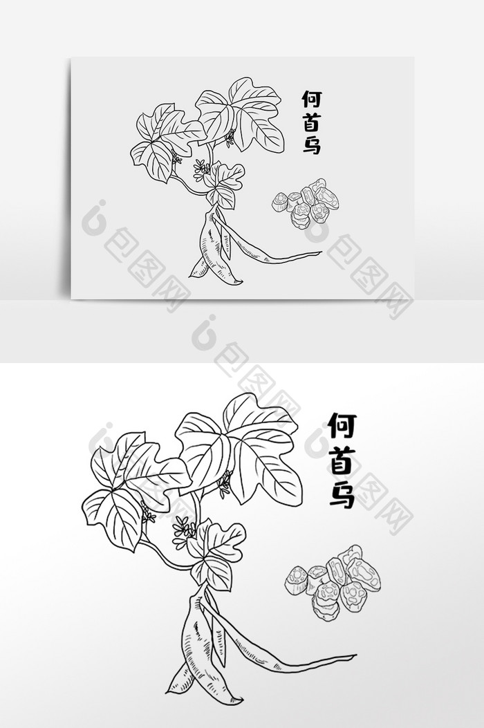 手绘草药何首乌中医药材插画