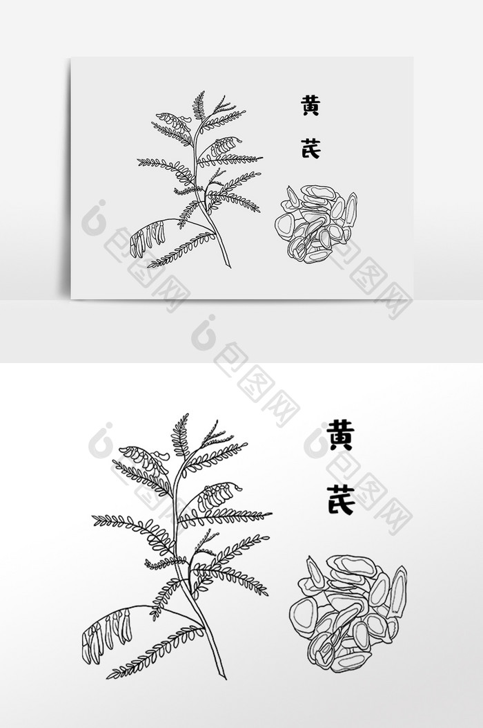 手绘黄芪草药中医药材插画