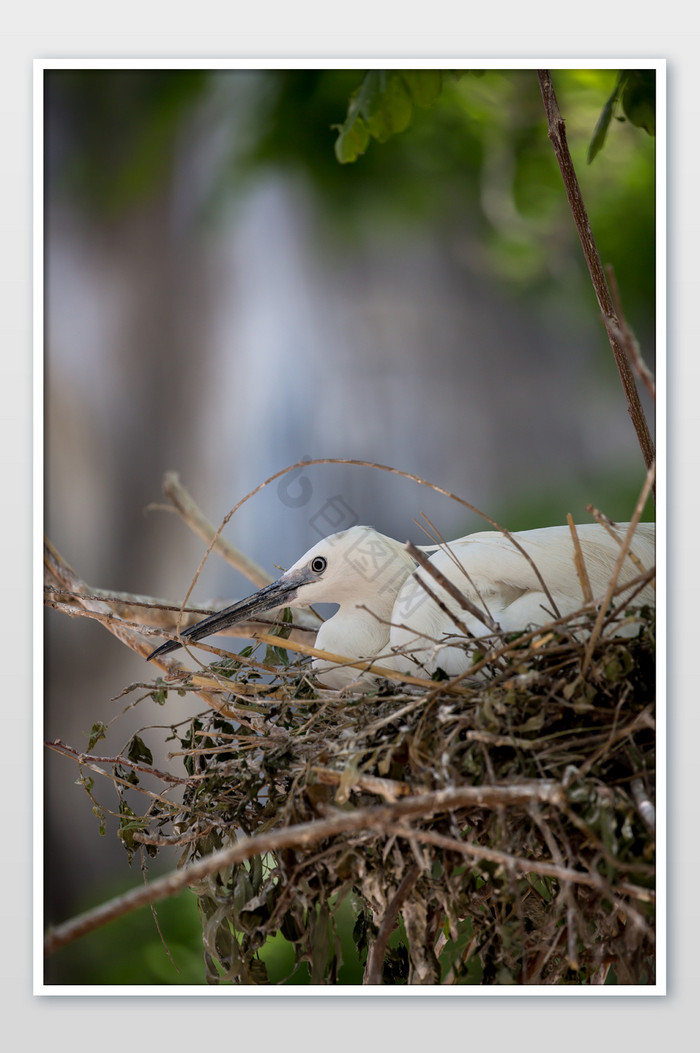 白鹭鸟窝摄影图片