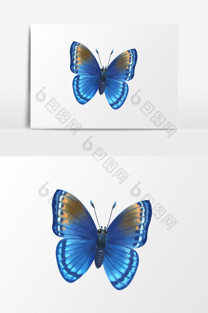 昆虫蝴蝶图片图片