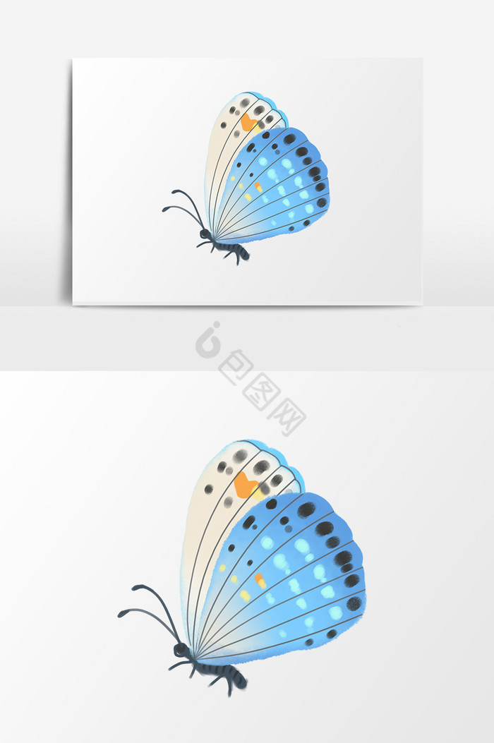 昆虫蝴蝶图片