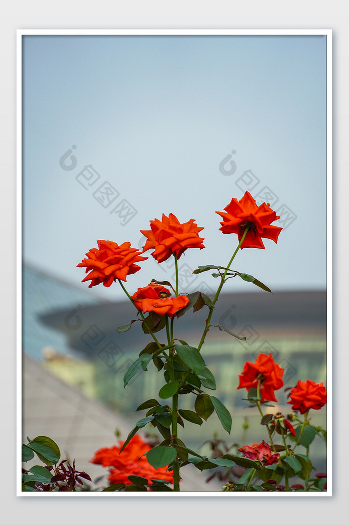 月季花红火盛开热情花卉高清植物摄影图图片图片