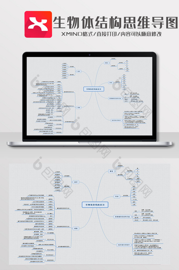 簡約風生物體結構思維導圖xmind【word文檔下載】-包圖網