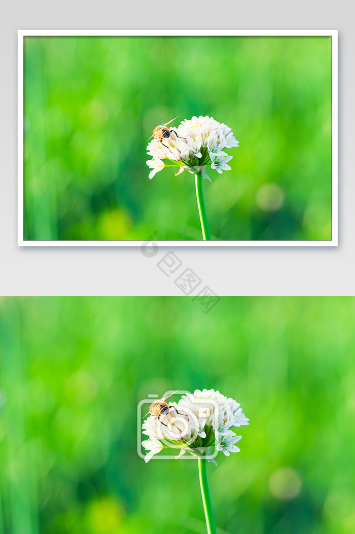 蜜蜂与花朵高清素材图片