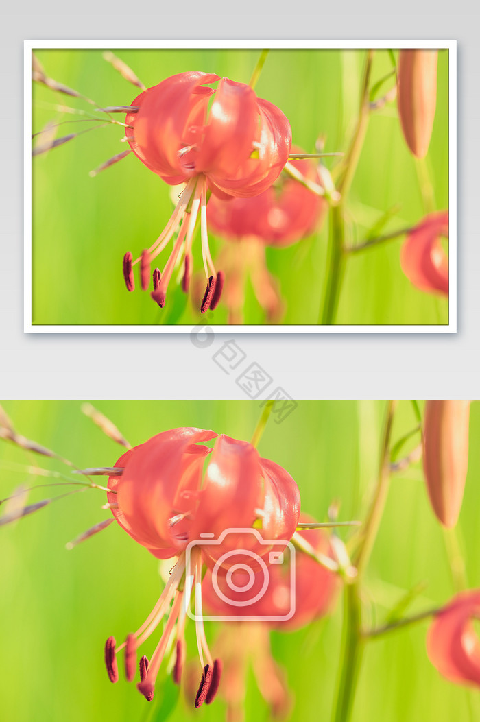 花卉花朵微距灯笼花摄影图片