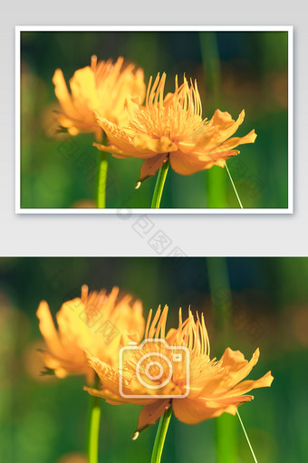 两朵金莲花微距摄影图片