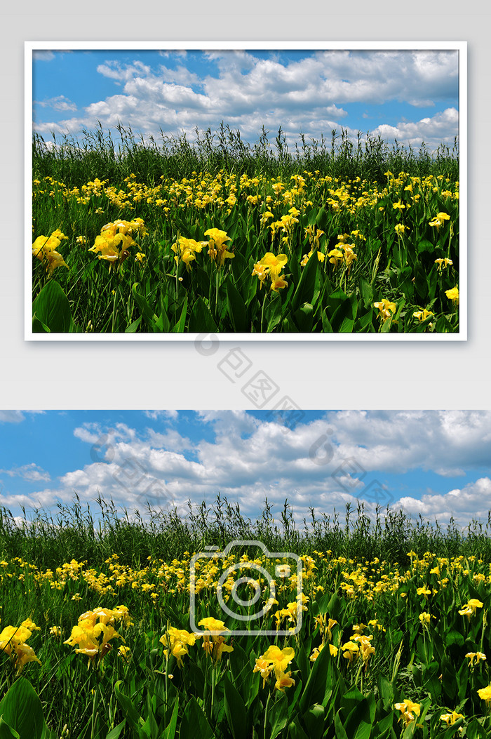 植物花草蓝天白云自然风光摄影图片