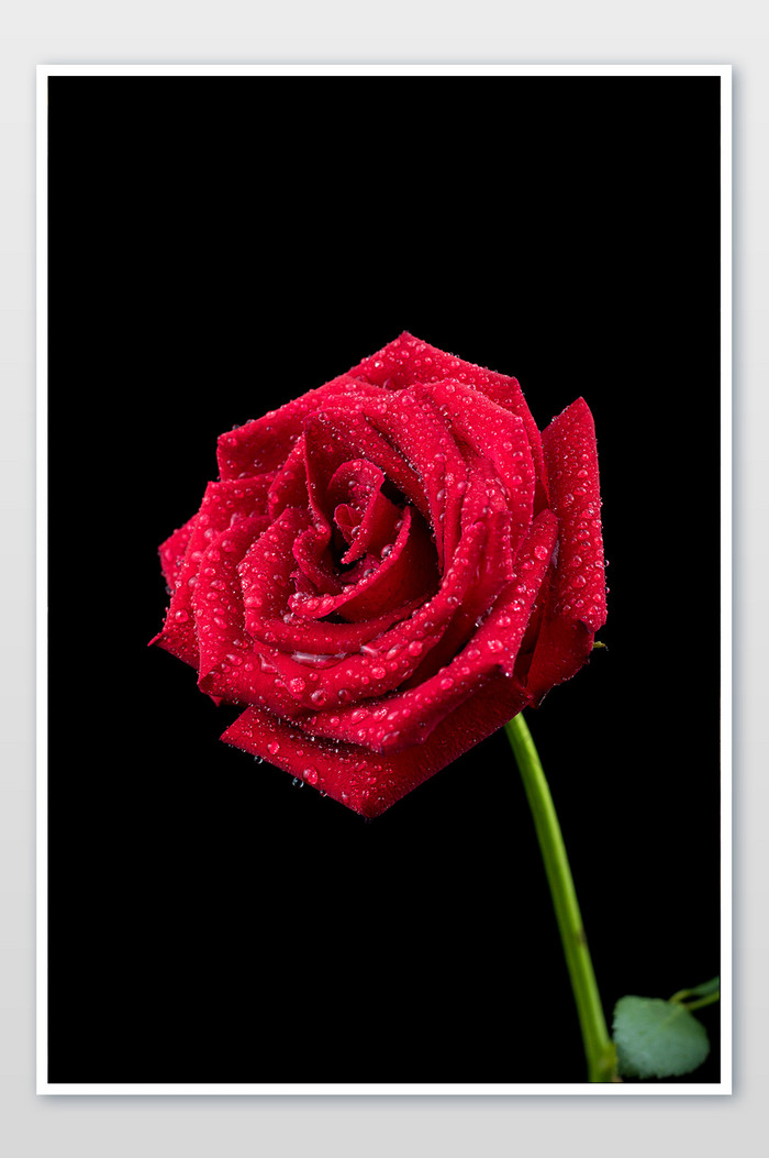 清新一支玫瑰摄影图