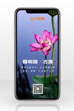 圆明园古莲开花了手机配图