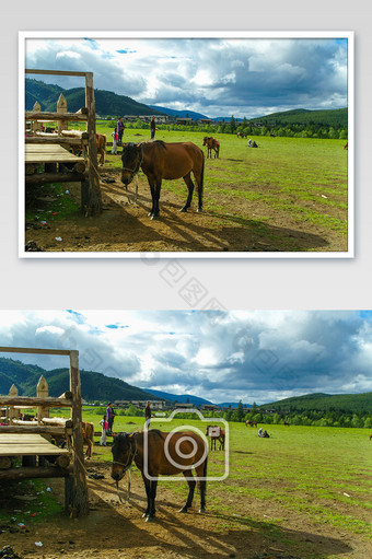 云南德钦香格里拉马匹动物高原景色摄影图图片