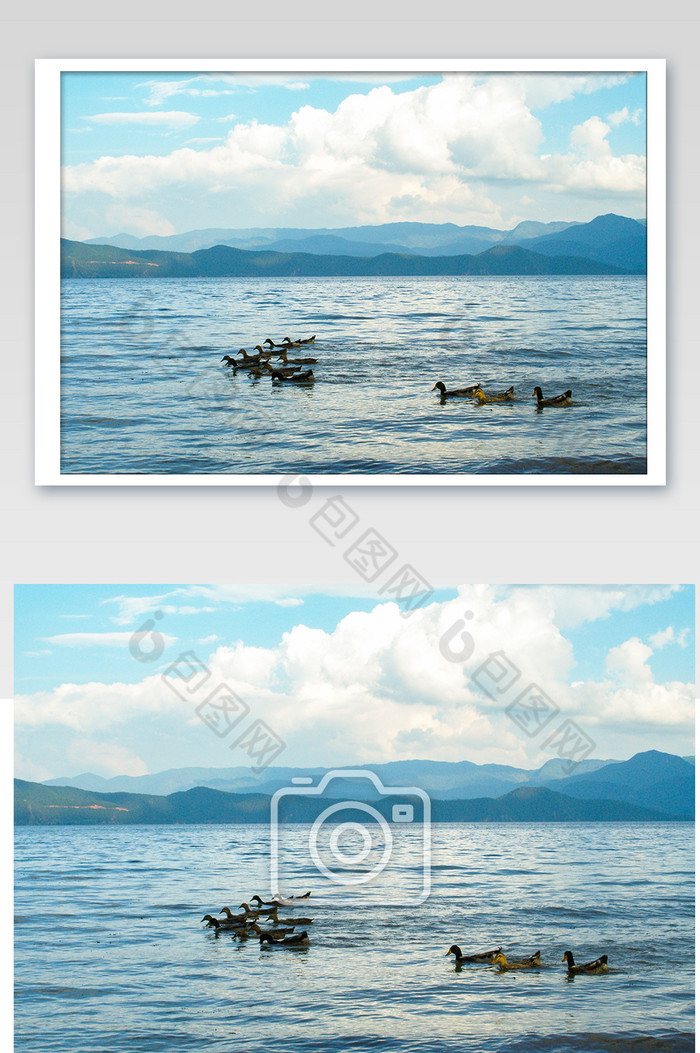 云南泸沽湖情人树鸭子游泳动物可爱大暑摄影图片图片