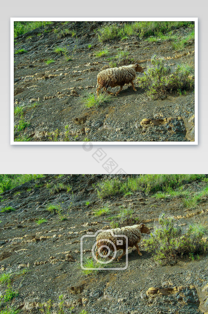 高原动物西藏高原羊摄影图图片