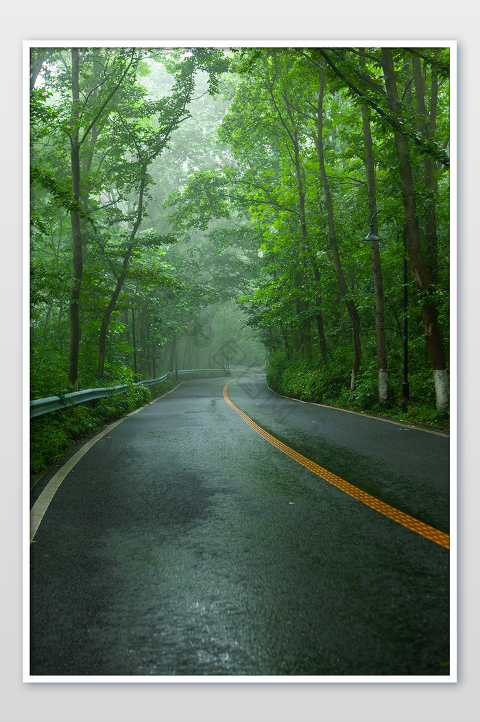 马路雾气道路绿植绿荫清爽夏日夏天摄影图