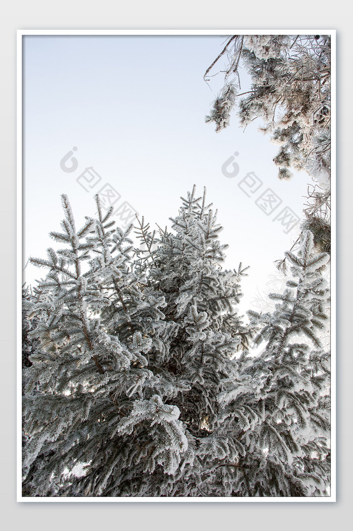 冬季雾凇竖版拍摄松树图片图片