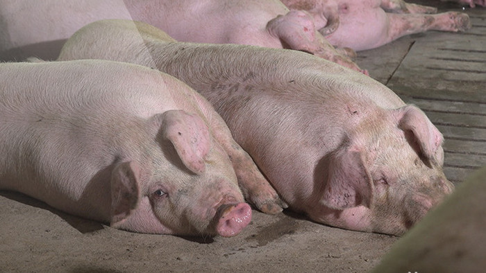 养猪厂的猪在睡觉中的成年猪实拍视频