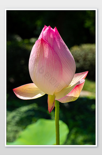 夏日午后池塘中粉的荷花花苞