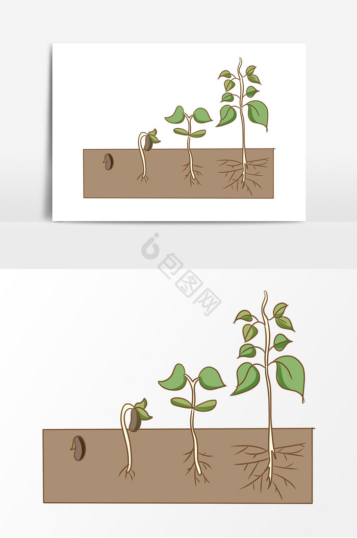 植物种子发芽阶段图片