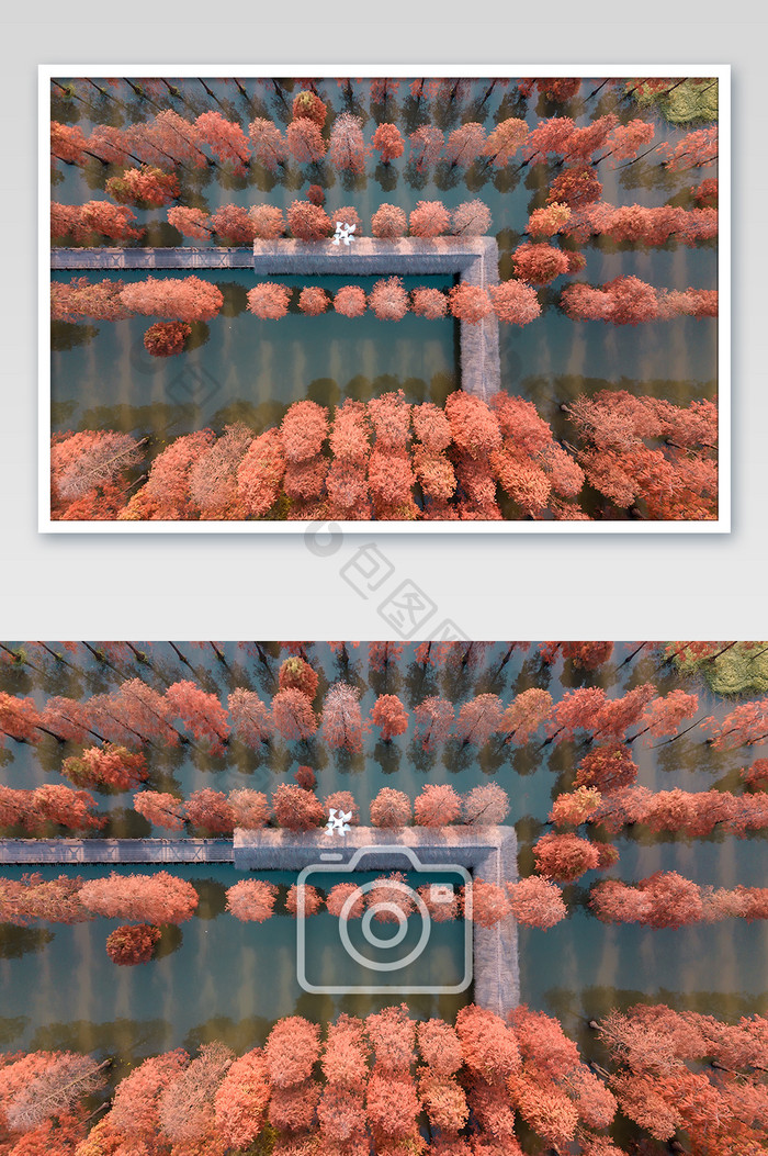 上海青西郊野公园秋天红杉林俯拍摄影图