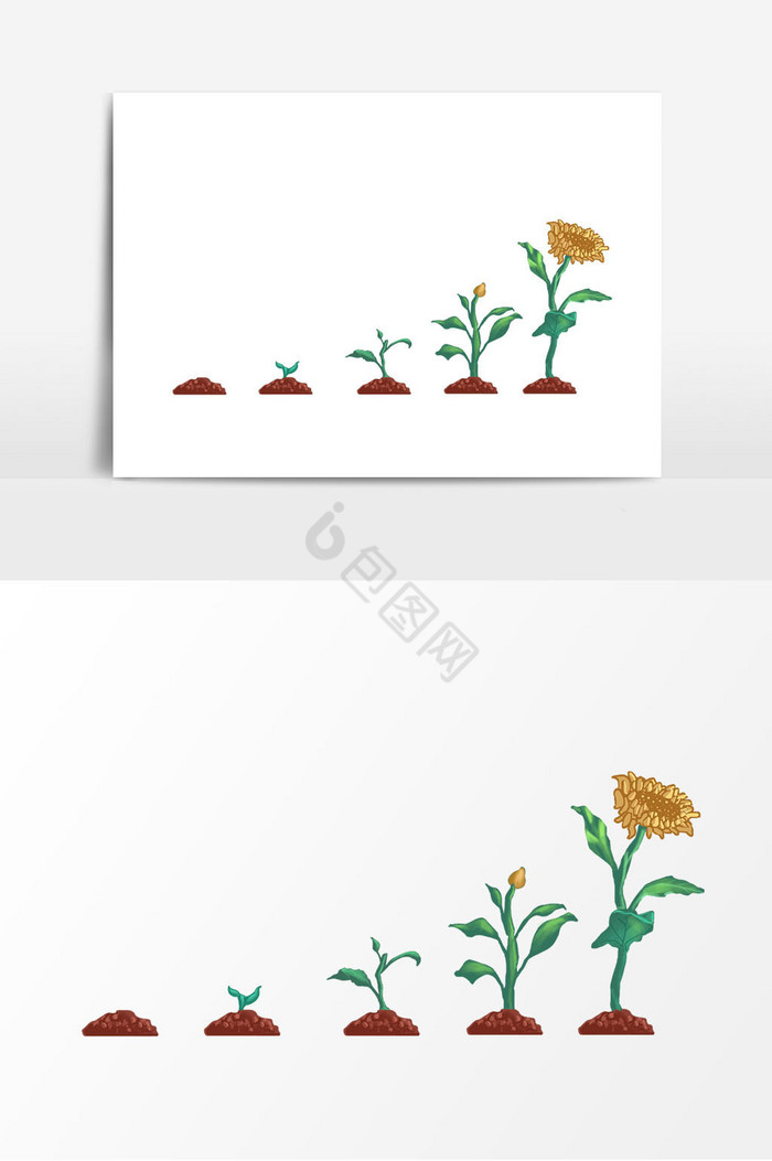 向日葵种子生长过程图片