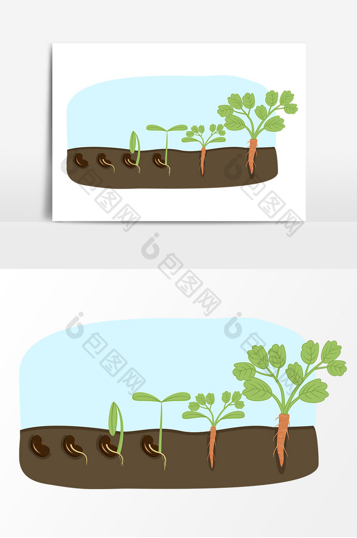 种子生长过程免抠图片图片