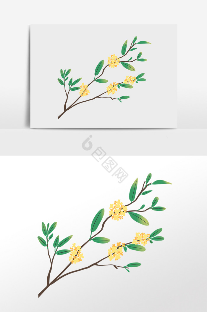 桂花枝桂花花枝插画