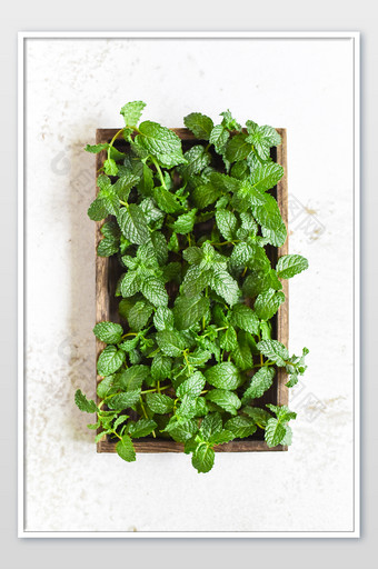 新鲜清爽的薄荷片