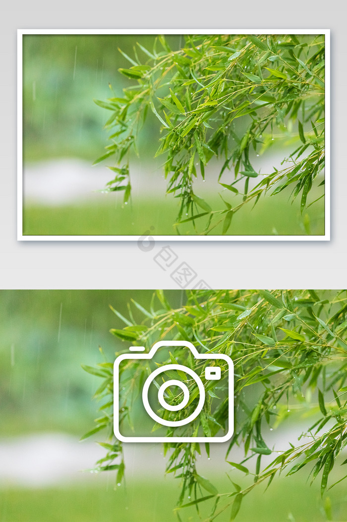 下雨天竹林摄影图片