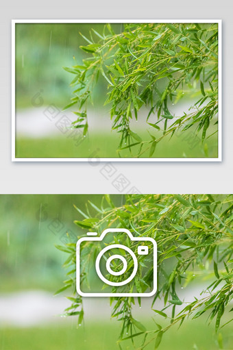 下雨天竹林摄影图片