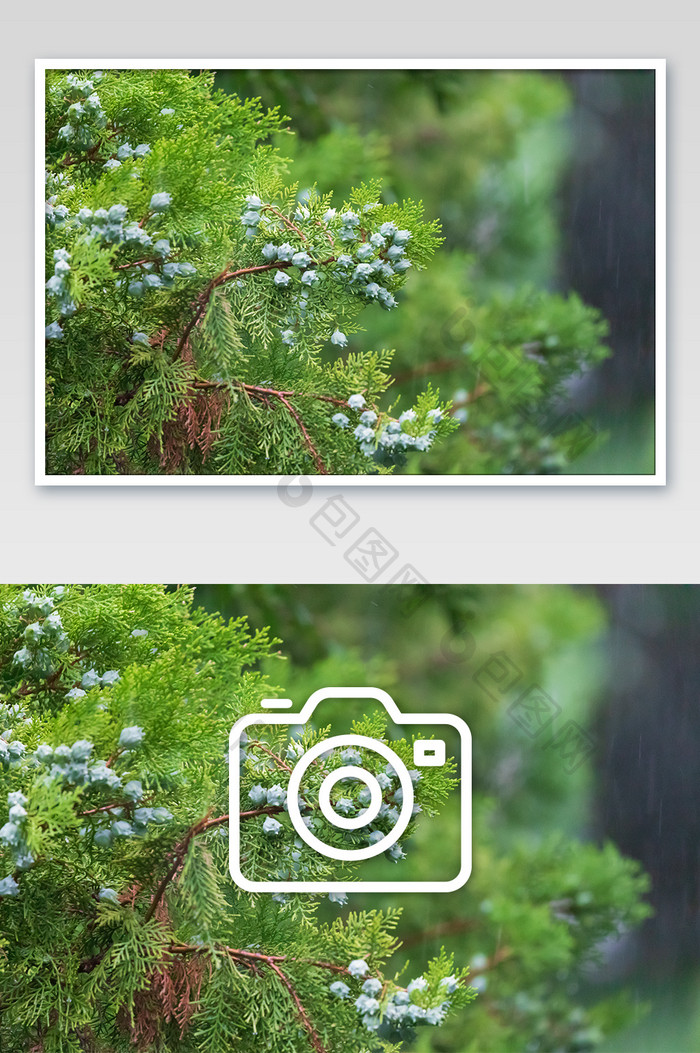 清新雨天松林摄影图片