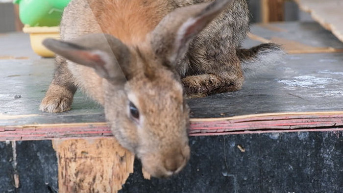 高清实拍小白兔荷兰兔小灰兔