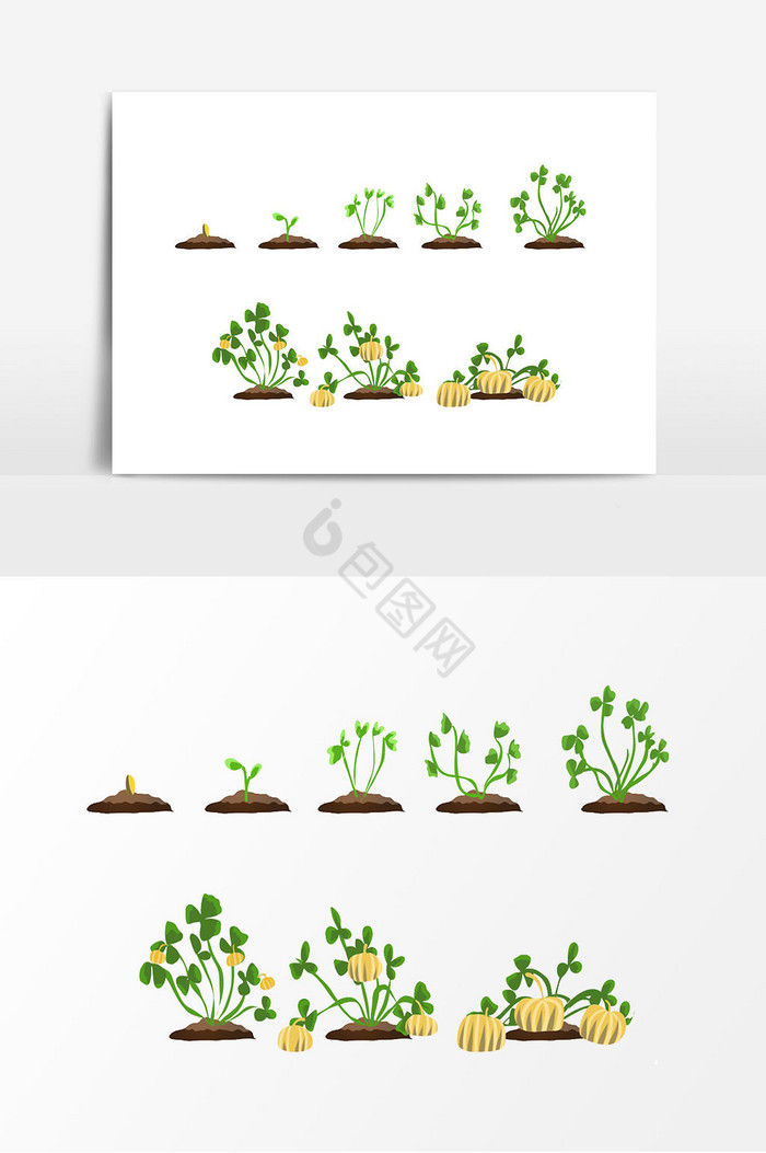 南瓜种子生长图片